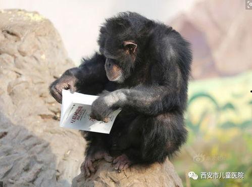 吃瓜网红戴口罩视频