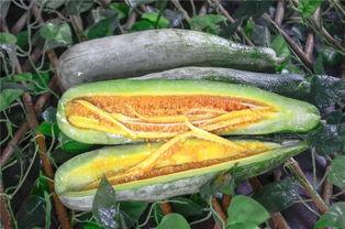 网红瓜都在哪里吃的啊视频,瓜都在哪里吃的热门视频