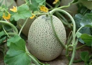 网红哈密瓜能放多久吃,保鲜技巧揭秘，教你如何延长美味时光